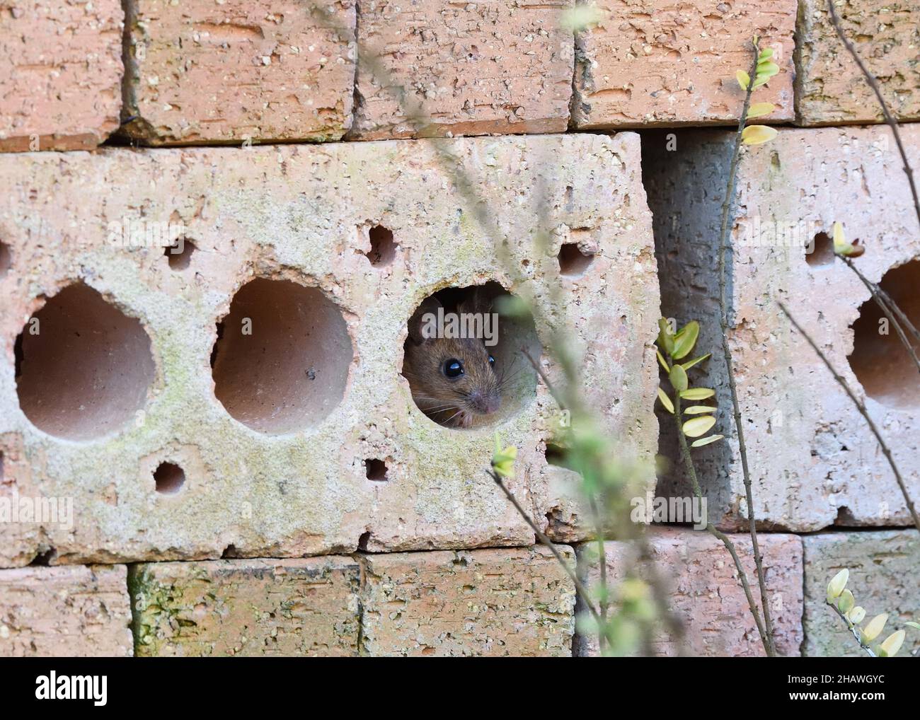 Field mouse (Apodemus sylvaticus) feeling safe within a pile of .bricks Stock Photo