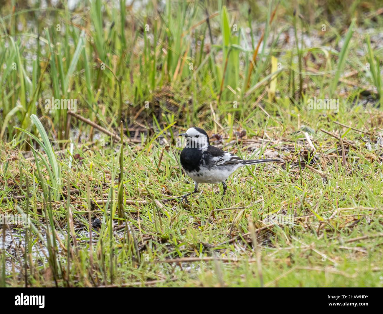 A pied wagtail (Motacilla alba) in the RSPB Leighton Moss nature reserve in Cumbria, England. Stock Photo