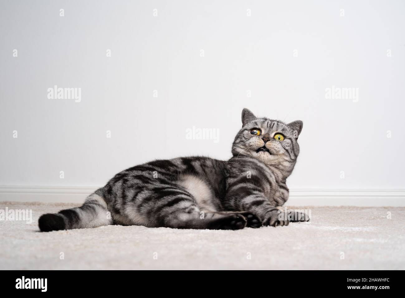 Silver striped hotsell british shorthair