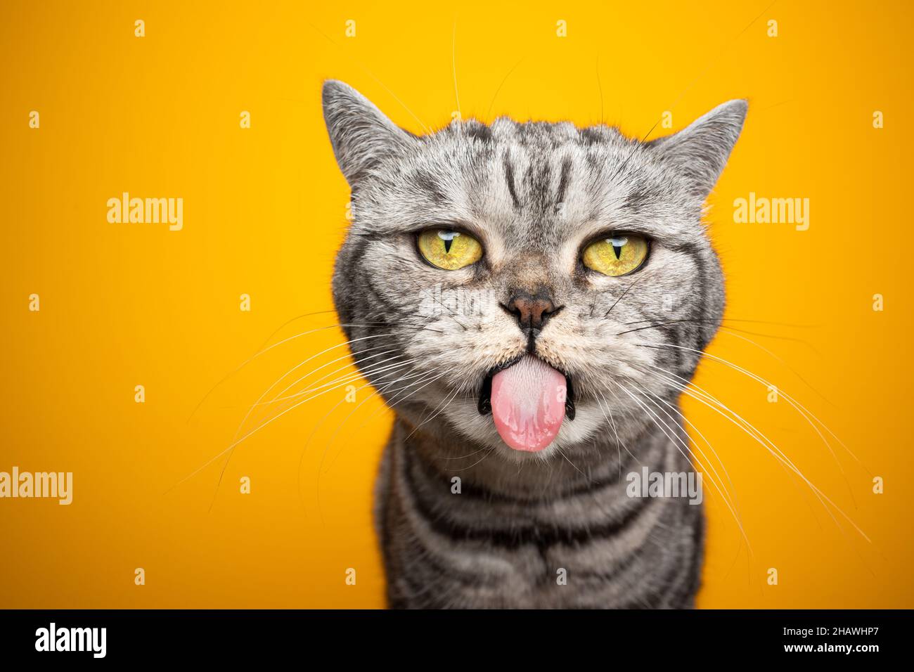 angry british shorthair cat making funny face with mouth open, Stock image