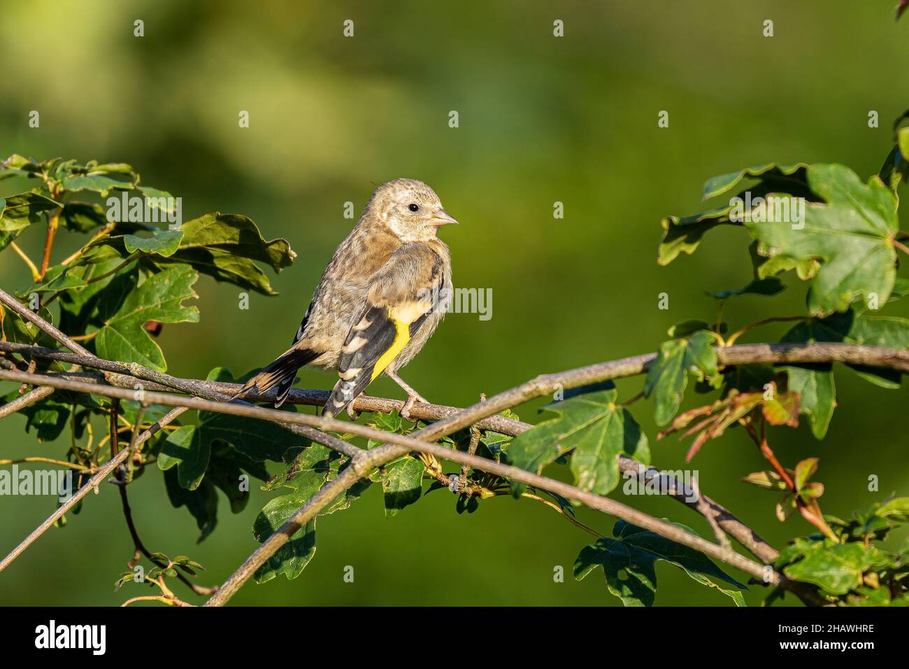 A juvenile goldfinch (Carduelis carduelis) perched in a tree in the Beddington Farmlands nature reserve in Sutton, London. Stock Photo