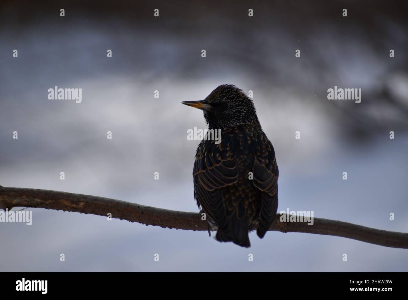A starling on a branch Stock Photo