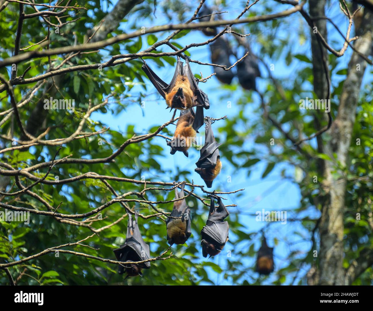 Bats hanging from trees at the Bat Park. Agartala, Tripura, India Stock