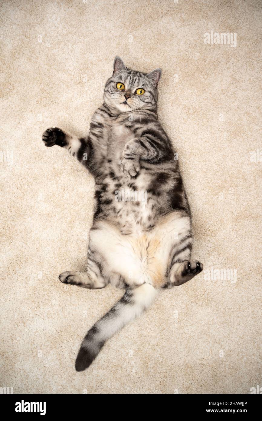 playful silver tabby british shorthair cat lying on back on carpet looking up at camera Stock Photo
