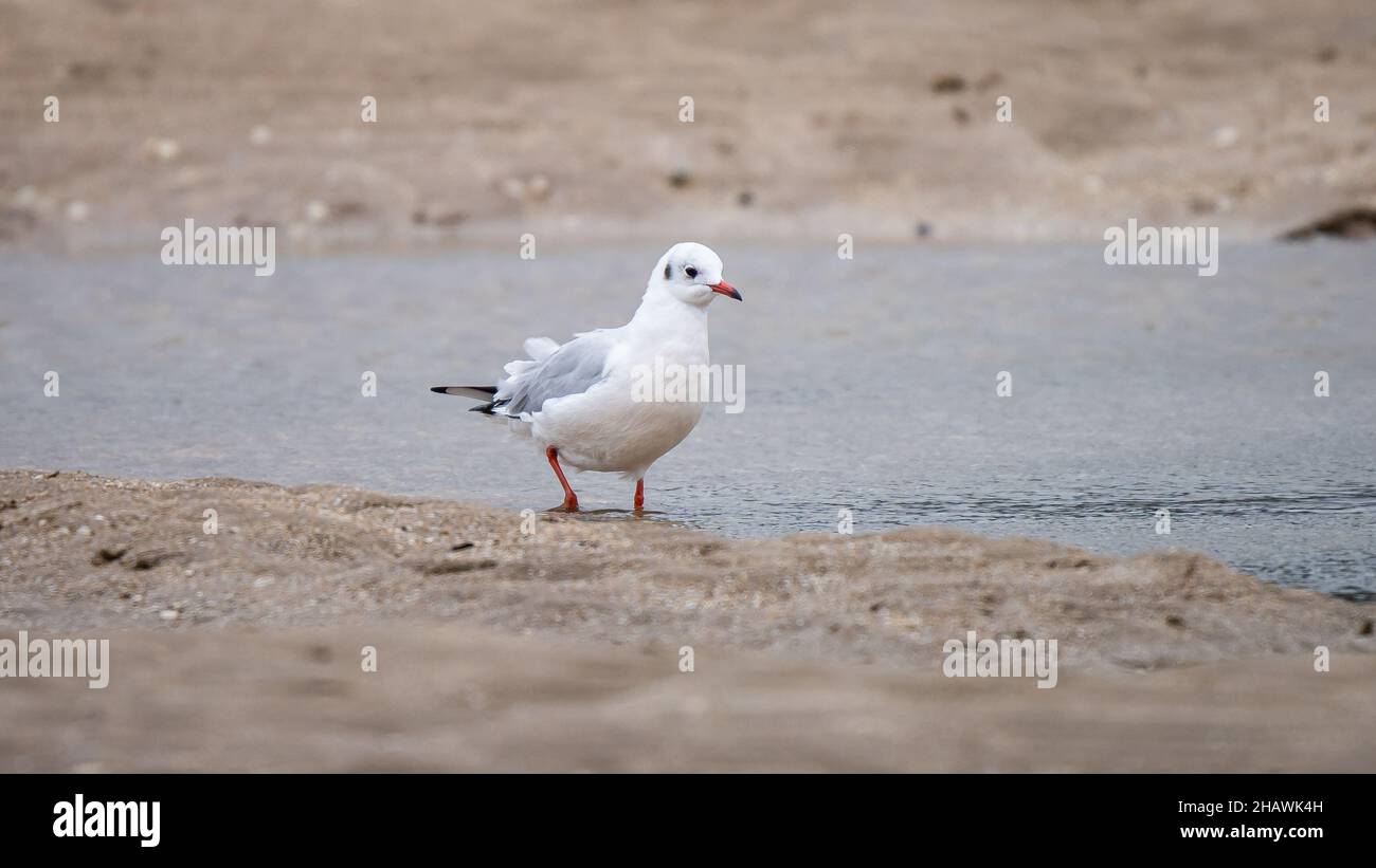 Black-headed gull (Chroicocephalus ridibundus) at Red Wharf Bay (Traeth Coch) in Anglesey, Wales. Stock Photo