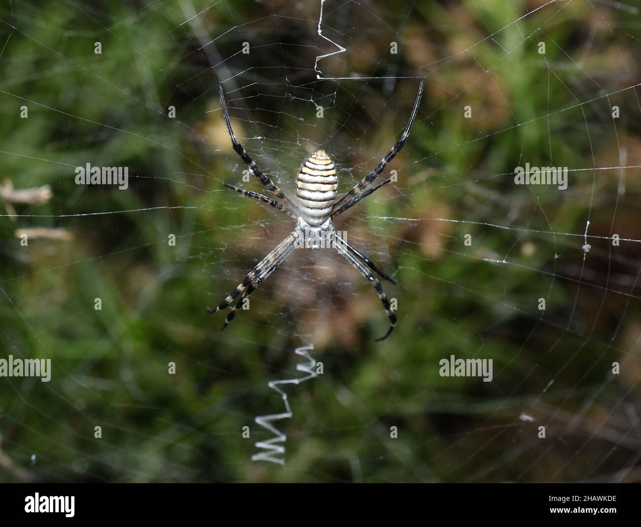 Banded garden spider Argiope trifasciata orbweaver in web Stock Photo