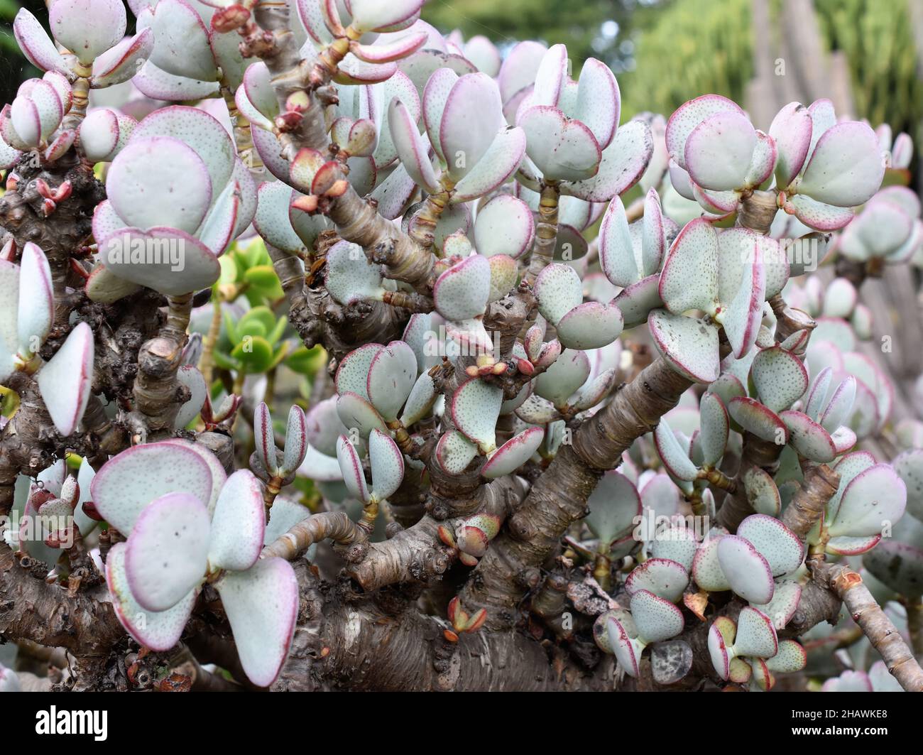 The silver jade plant Crassula arborescens foliage Stock Photo
