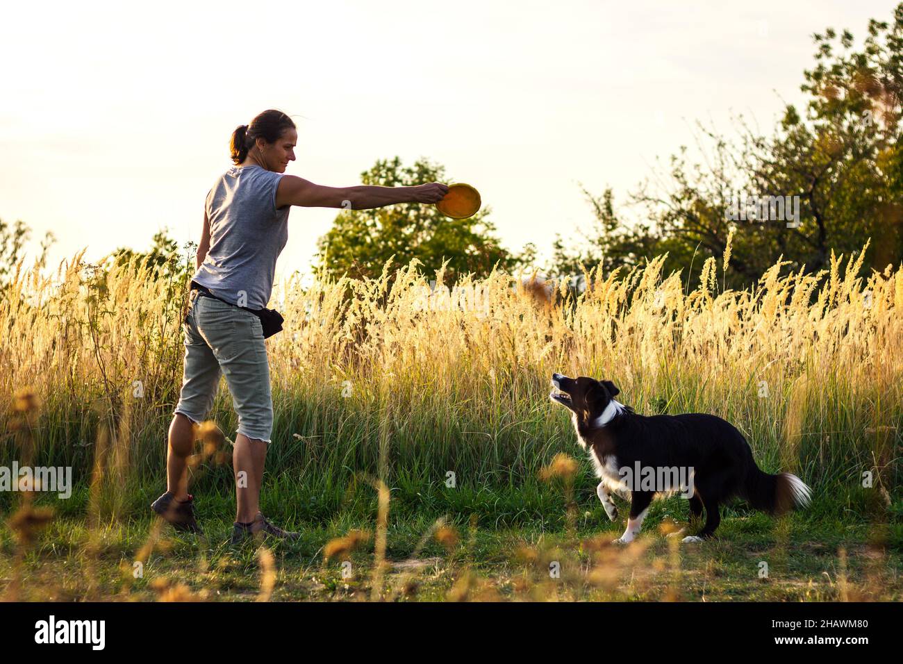 Woman throwing plastic disk to her border collie. Dog playing with pet toy. Animal trainer obedience training her dog Stock Photo