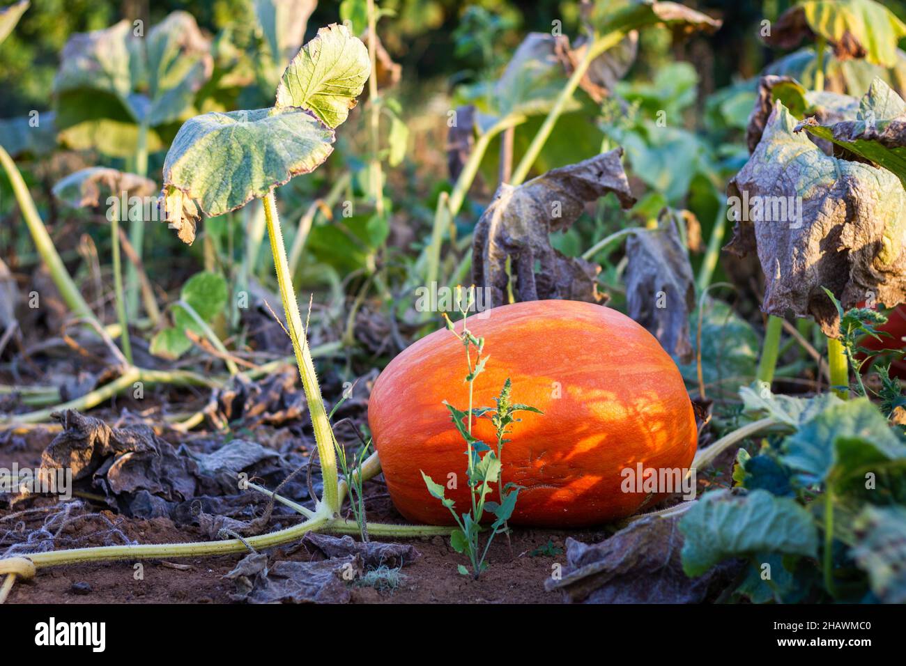Pumpkin at agricultural field is ready for harvest. Big orange pumpkins growing in vegetable garden at organic farm Stock Photo