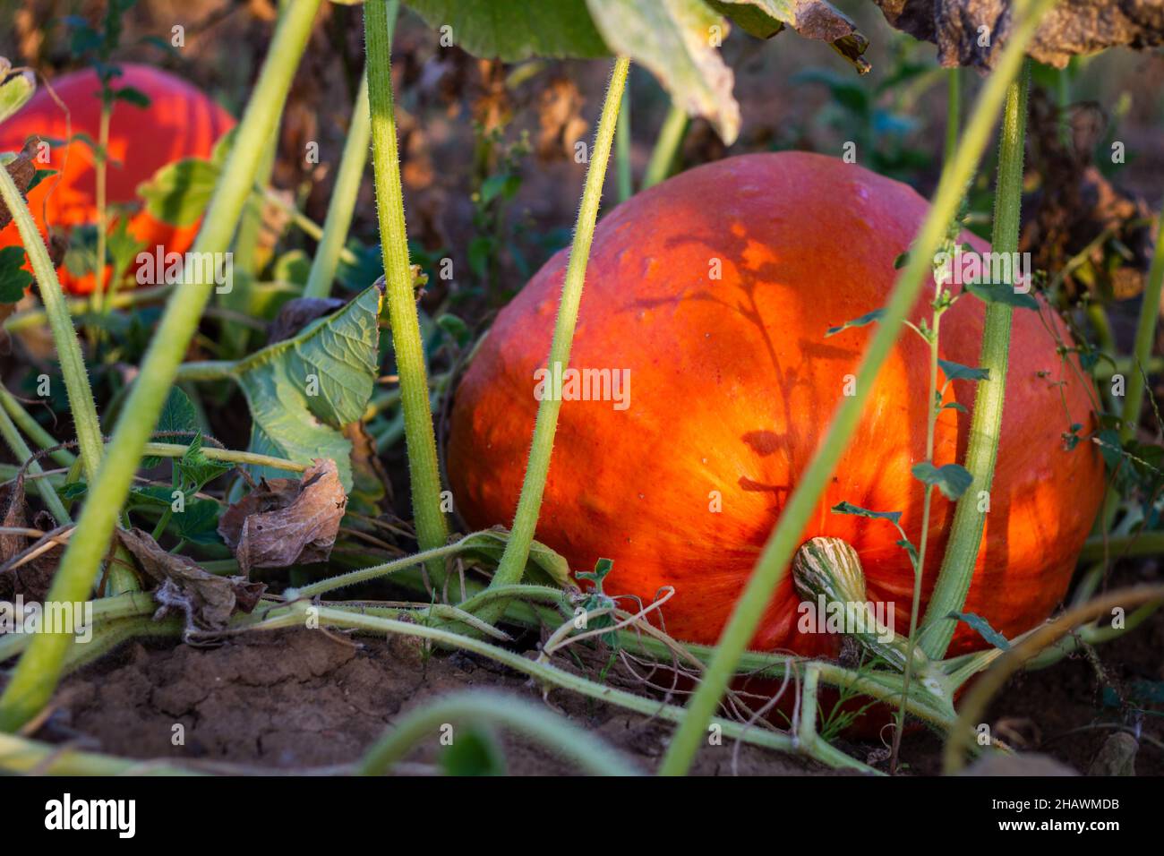 Pumpkin at agricultural field is ready for harvest. Big orange pumpkins growing in vegetable garden at organic farm Stock Photo