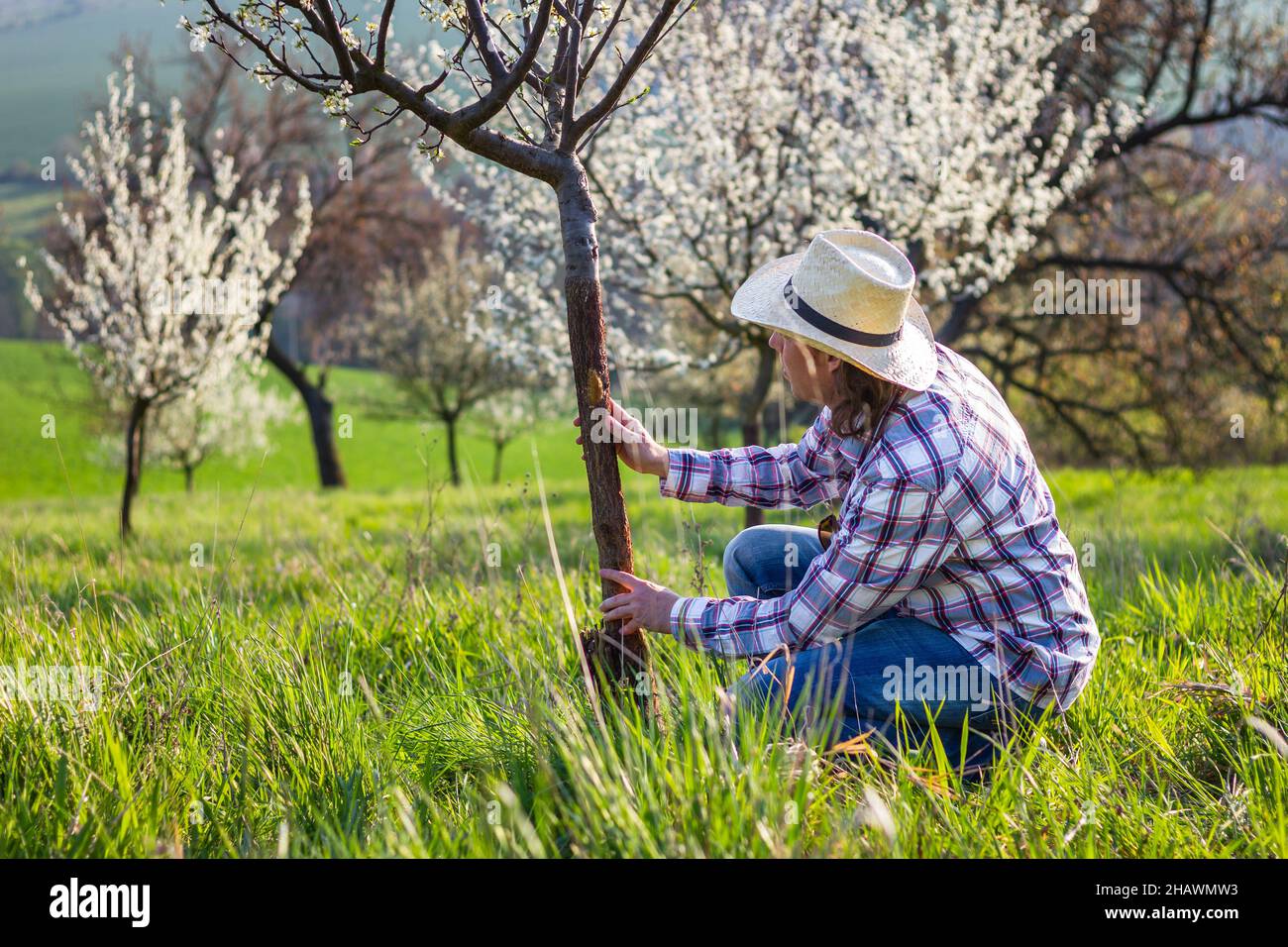 Farmer control fruit tree trunk in orchard at spring. Gardener inspecting blooming plum tree. Agricultural occupation Stock Photo
