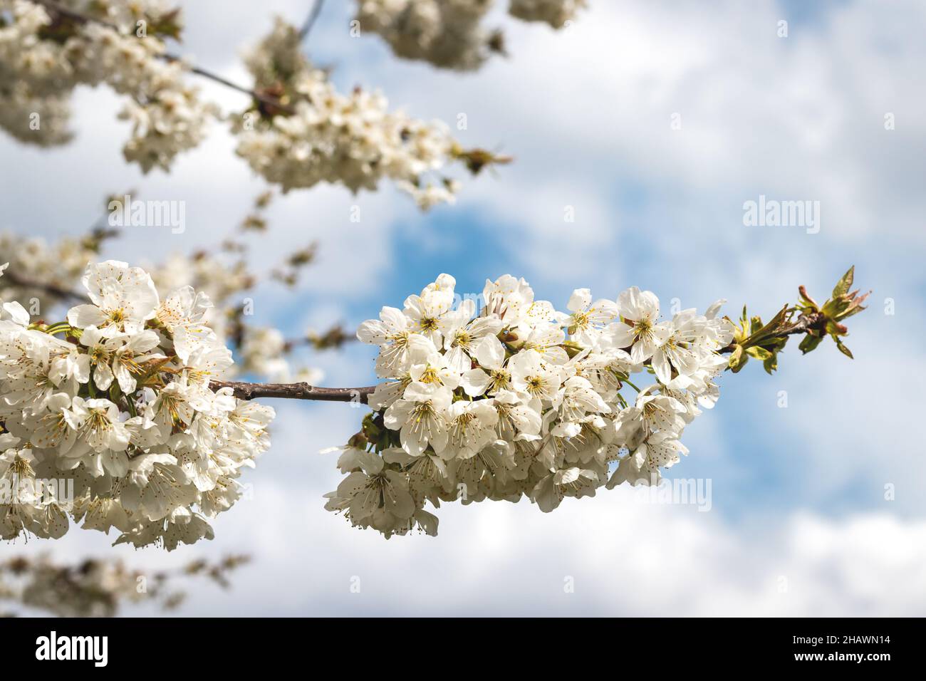 Cherry blossom at spring. White blooming cherry tree branches. Cloudy sky Stock Photo