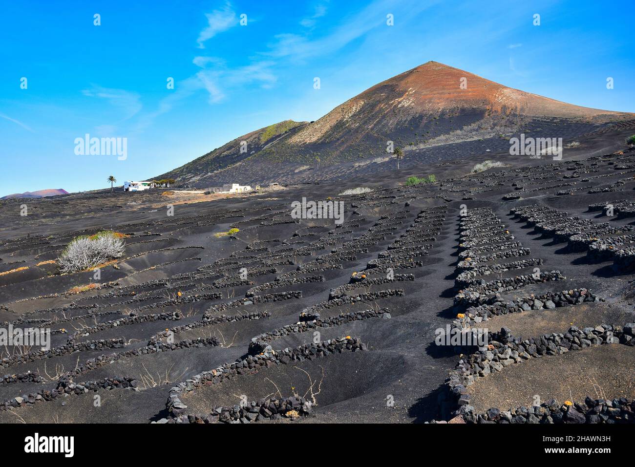 The wine-growing area of La Geria, Lanzarote, in the winter. In the background the volcano Montana Guardilama. Canary Islands, Spain. Stock Photo