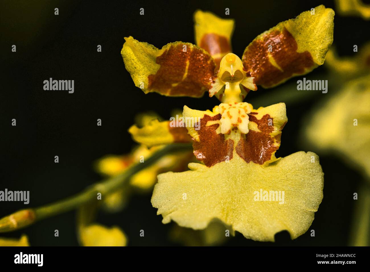 Closeup of Tolumnia, the genus in the family Orchidaceae. Stock Photo