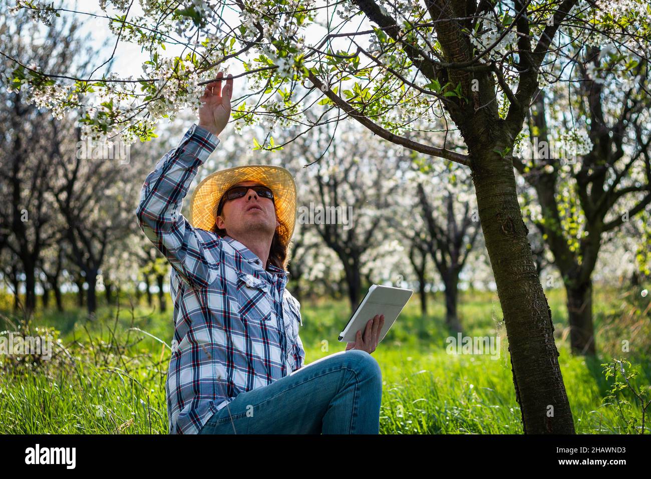 Farmer inspecting blooming fruit tree and holding digital tablet in orchard farm at spring. Man in agricultural occupation. Gardening and agriculture Stock Photo