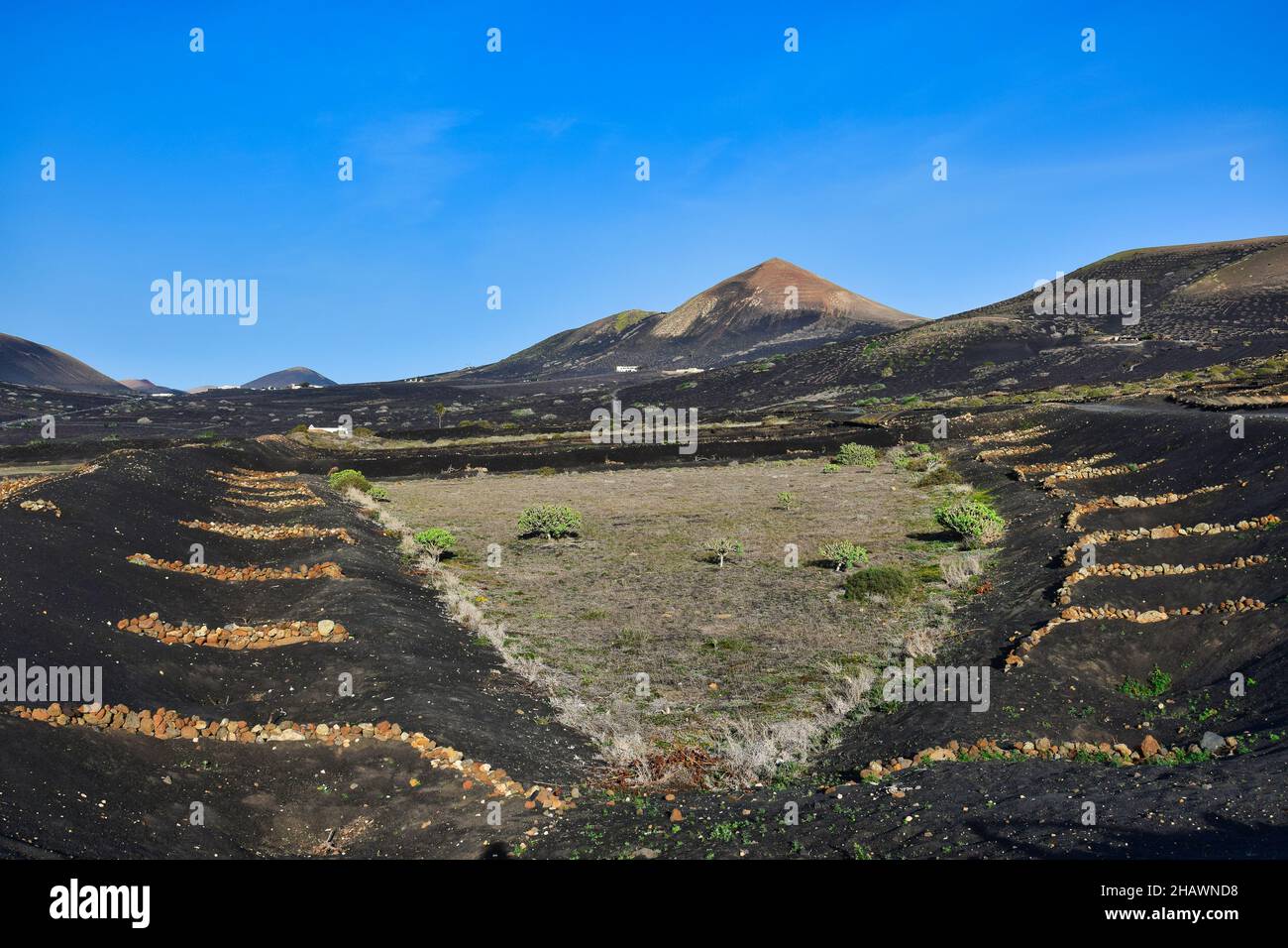 A wine-growing area in Lanzarote in the winter. In the background the volcano Montana Guardilama. Canary Islands, Spain. Stock Photo