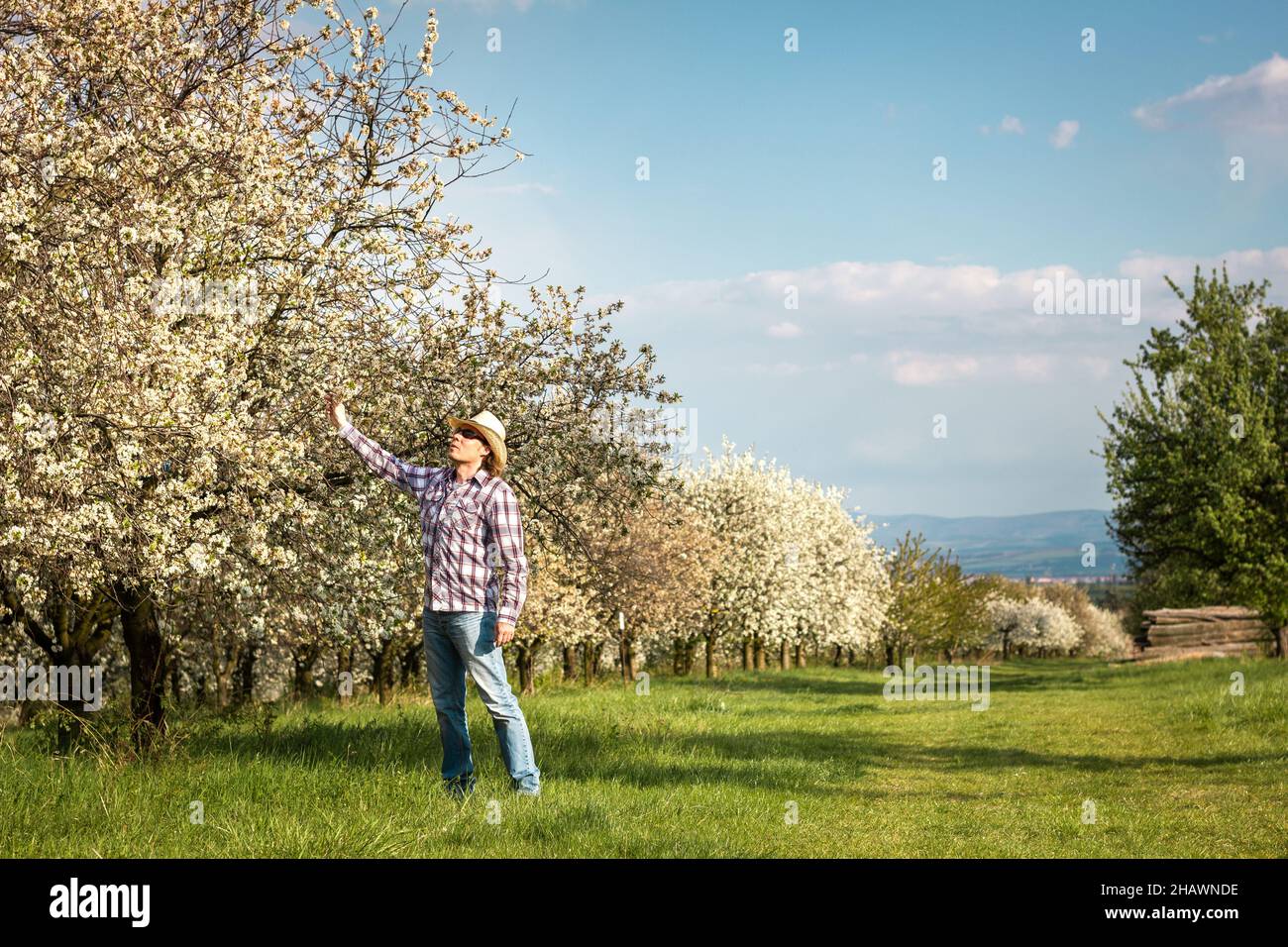 Farmer control quality of blooming orchard at springtime. Gardener as agricultural occupation. Cherry trees with blossom and blue sky Stock Photo