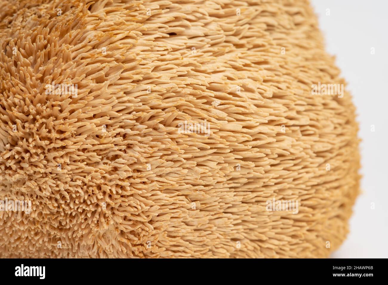 Dried Lion's Mane mushrooms or Hericium Erinaceus macro photo texture, herbs fungus for health. Stock Photo