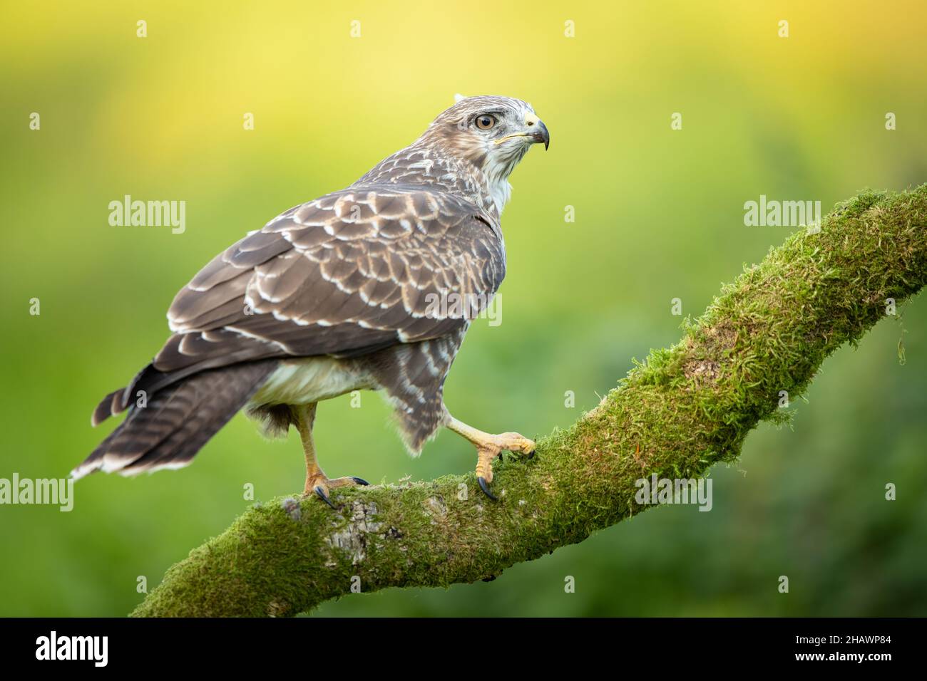 Closeup shot of a Common buzzard on the tree branch Stock Photo
