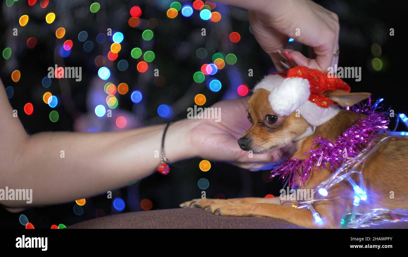 The Toy Terrier is a yellow New Year's dog. A woman is putting a Christmas hat on the dog's head. Tinsel on her neck, around the garlands. A backgroun Stock Photo
