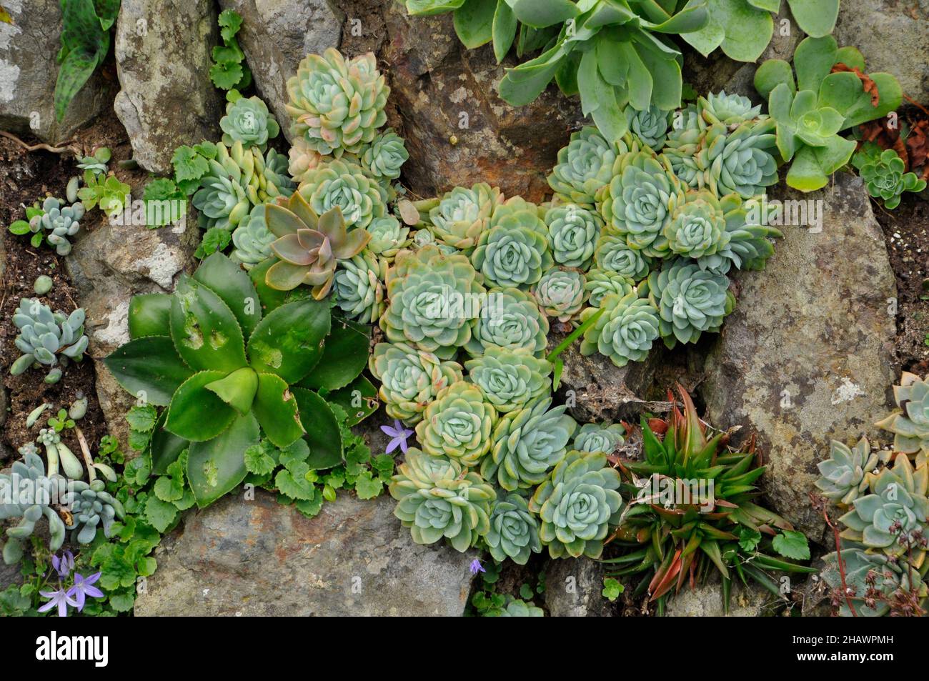 A variety of colourful succulent plants growing in a granite stone wall ...