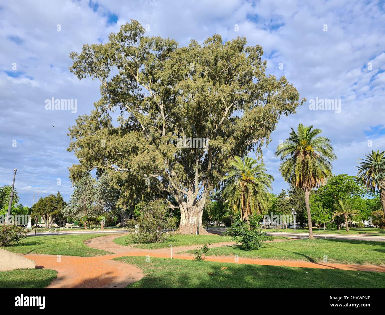 Carob tree in a park in Carhue, Buenos Aires, Argentina Stock Photo