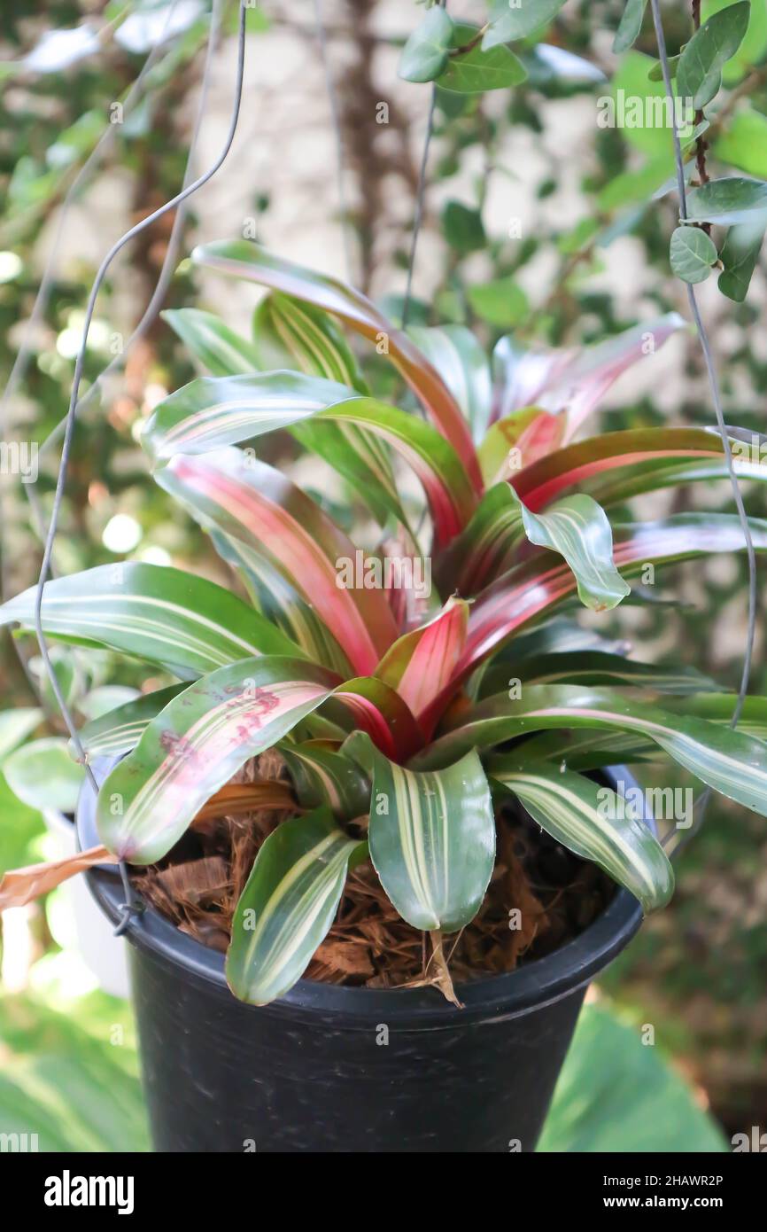 Bromeliad, Aechmea fasciata or Urn Plant or BROMELIACEAE plant Stock Photo