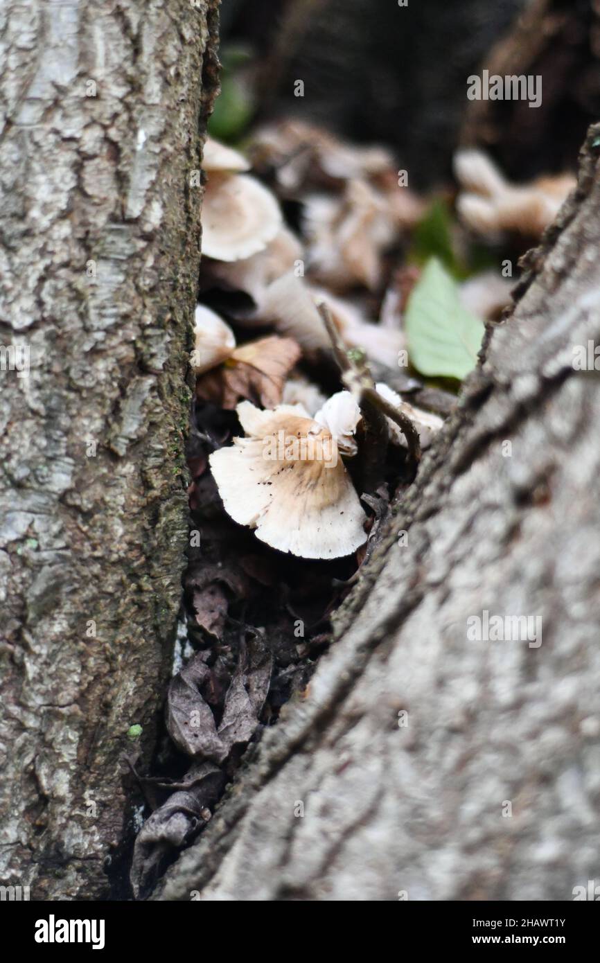 Fungi, wild mushrooms growing in a split plum tree trunk Stock Photo