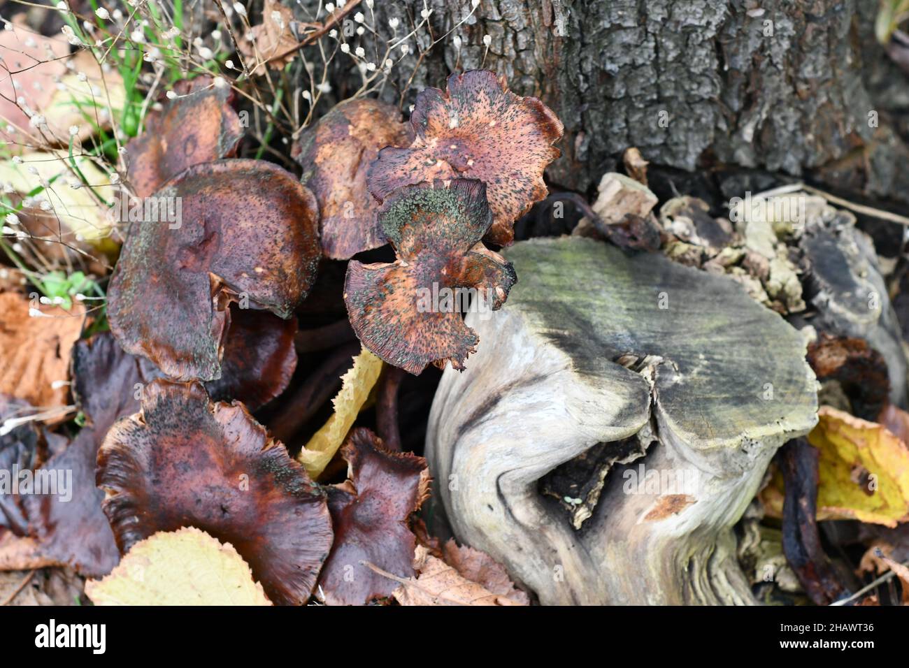 Chestnut Brown large wild mushrooms, fungi at the base of tree trunk Stock Photo