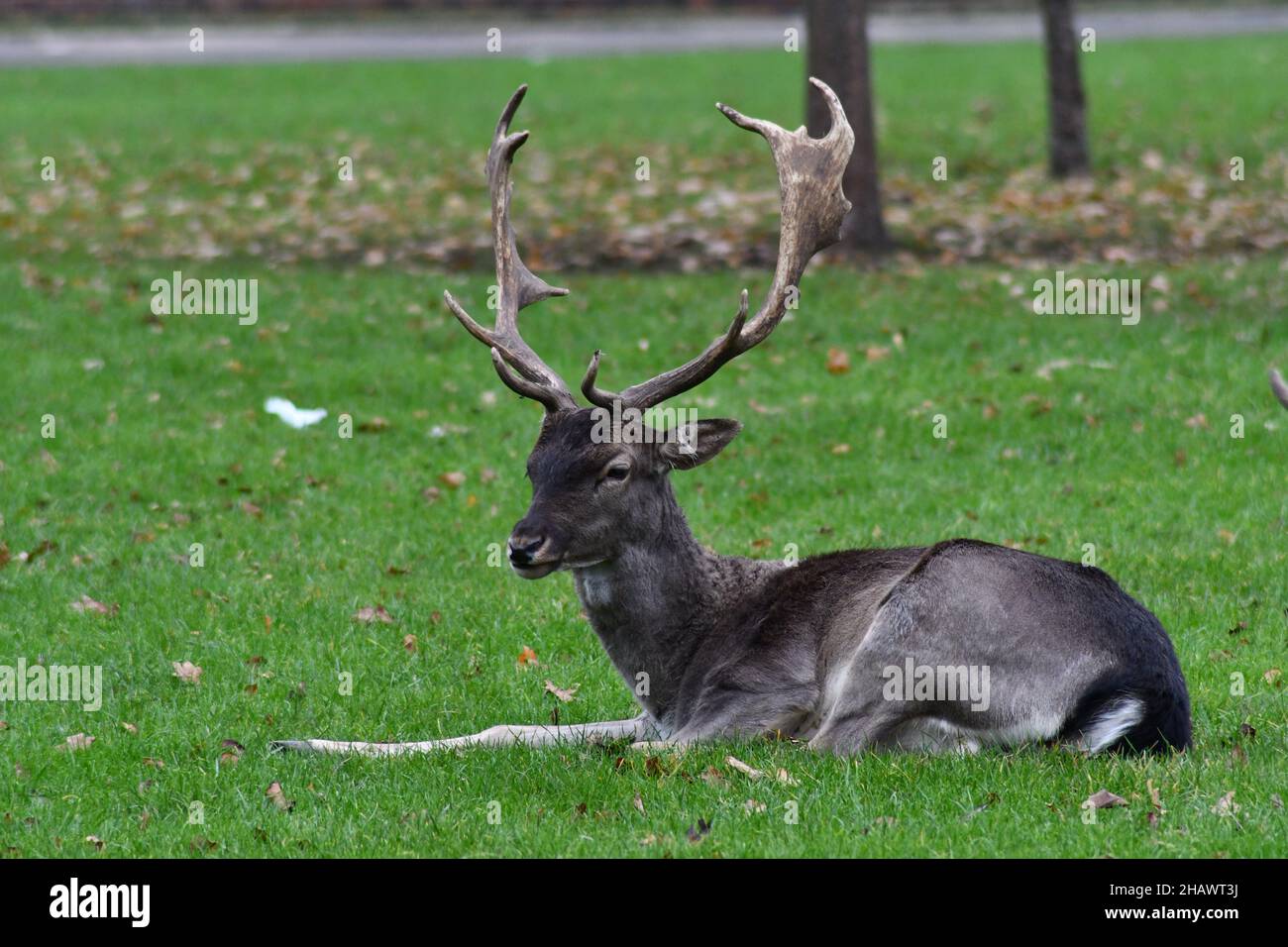 Wild Melanistic Fallow Deer, Dama dama, grazing on a green communal area in London Stock Photo