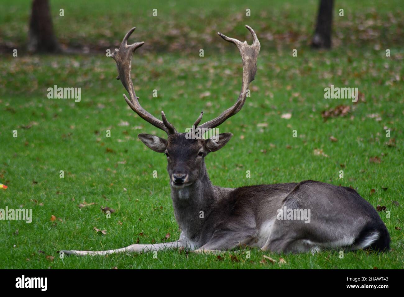 Wild Melanistic Fallow Deer, Dama dama, grazing on a green communal area in London Stock Photo