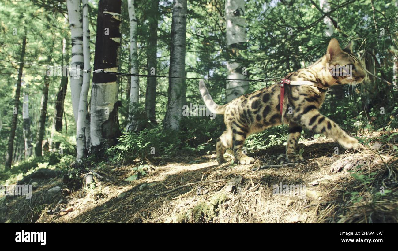 Bengal Reed One cat in a city park. Bengal wildcat walk on the forest in collar ...