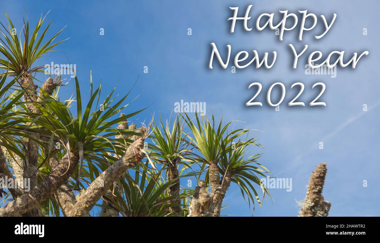 Happy New Year 2022, Vellozia gigantea, Minas Gerais, Brazil, Tree, Flora, Natur, Nature Stock Photo