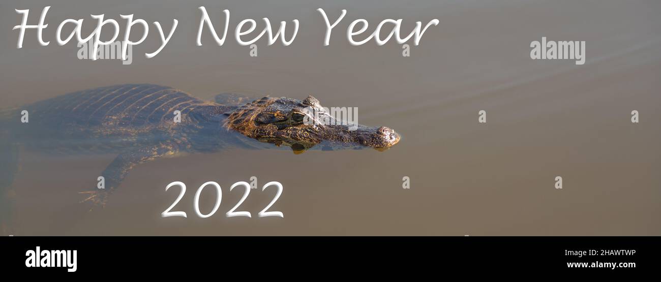 Happy New Year 2022, Caiman, Pantanal, Brazil, Wildlife, Water Stock Photo