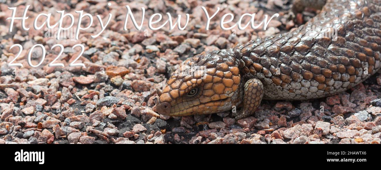 Happy New Year 2022, Lizard, Cape Le Grand, Western Australia, Animal Stock Photo