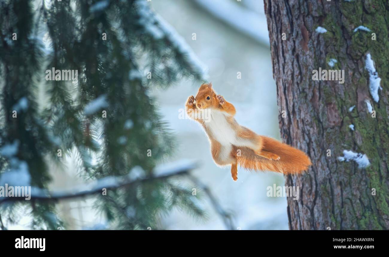 Flying squirrel jumps from tree to tree, the best photo Stock Photo Alamy