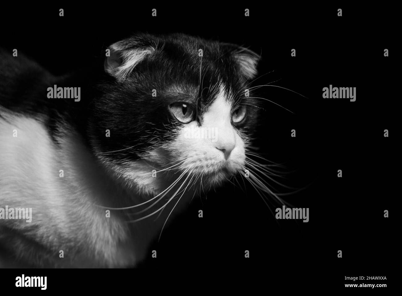 Cute two-colored scottish fold cat on a black background. High quality photo, black and white portrait Stock Photo