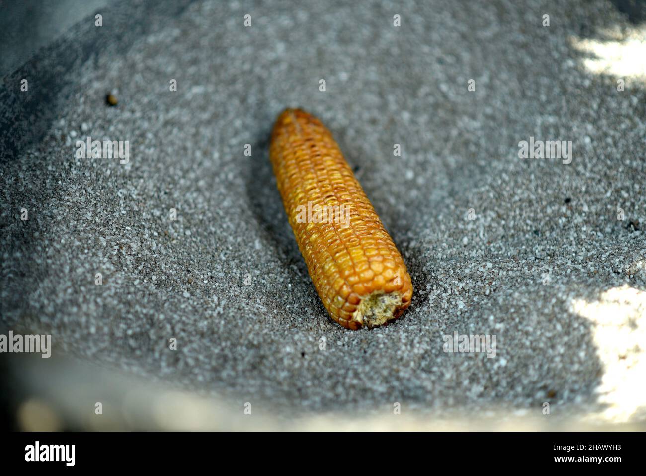 raw challi bhutta corn top selective focus Stock Photo