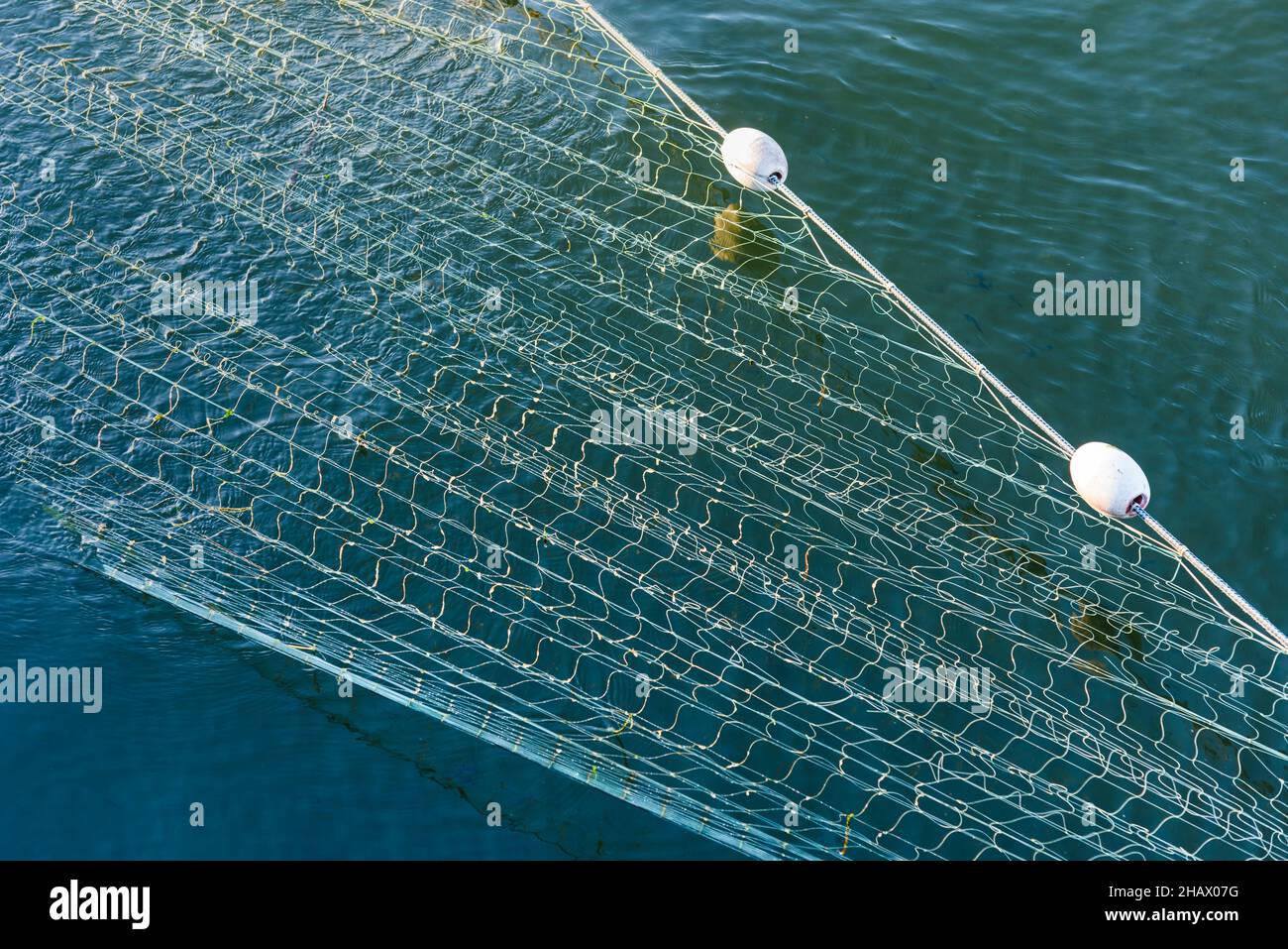 A commercial fishing net is pulled tight. The mesh is floating on the water  with the support of white floats Stock Photo - Alamy