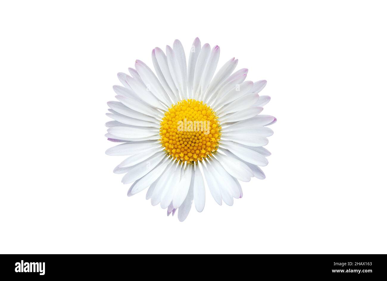 Common daisy blossom isolated on a white background Stock Photo