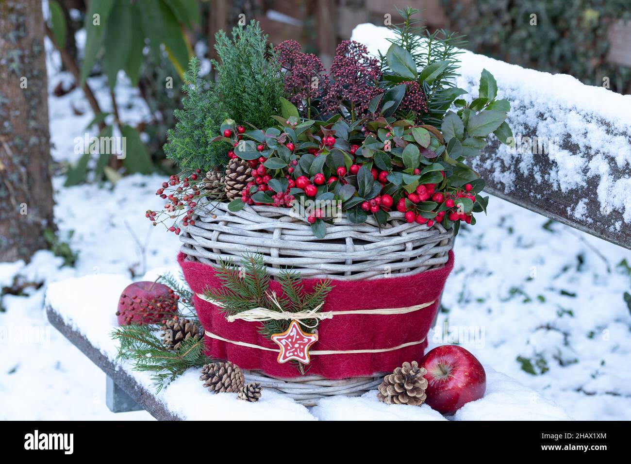 wintergreen, coniferous and skimmia japonica in basket in winter garden Stock Photo