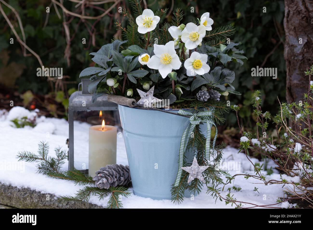 helleborus niger in vintage bucket in winter garden Stock Photo
