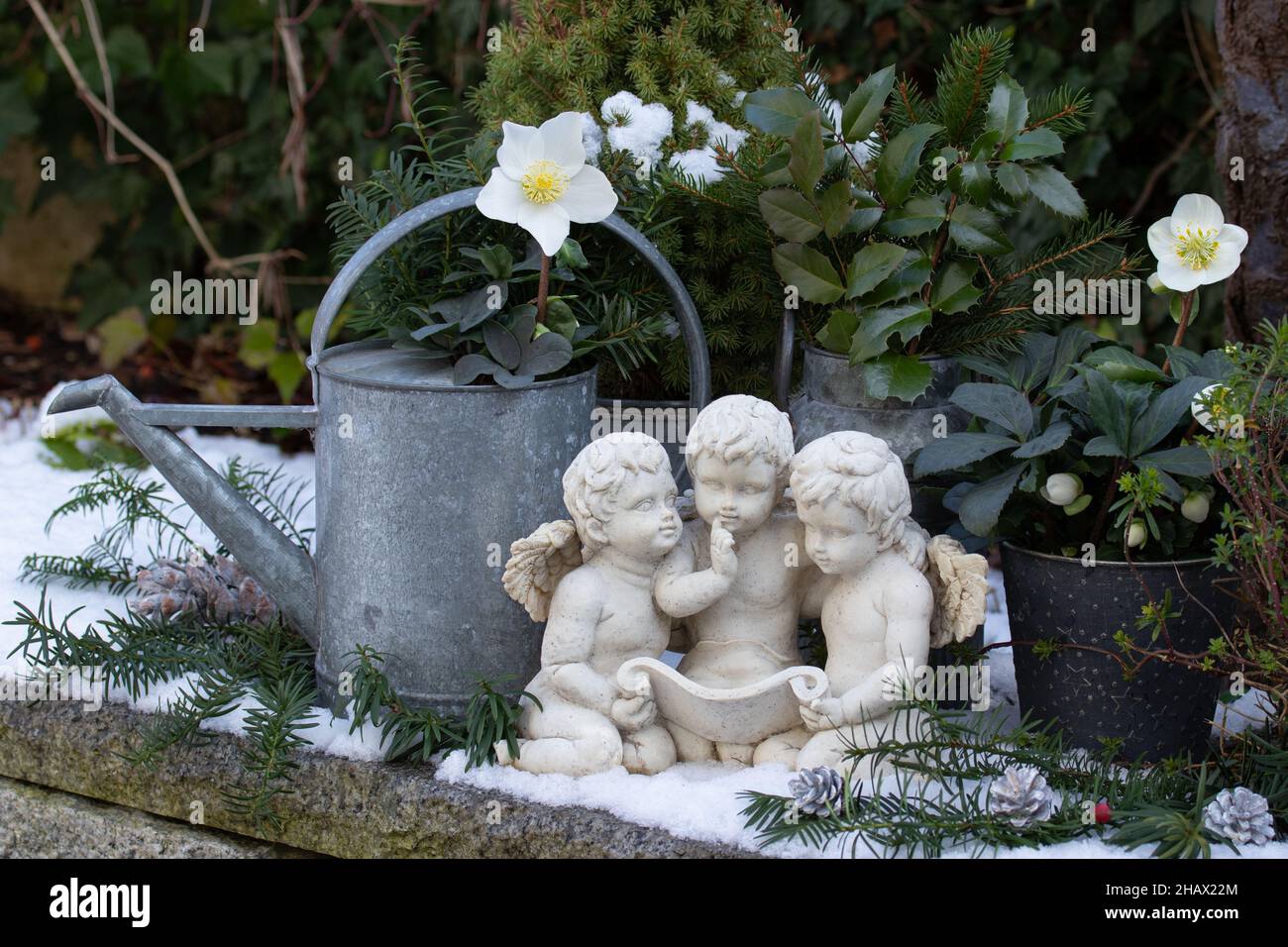 christmas decoration with angels and helleborus niger in winter garden Stock Photo