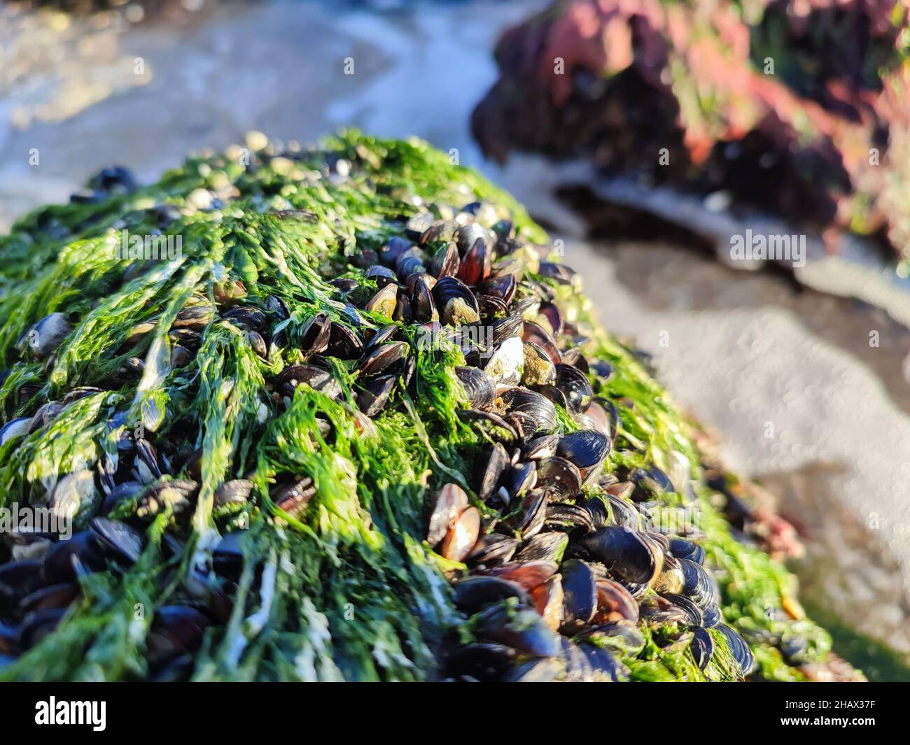 Group of fresh edible common mussels or mollusks on sea rock Stock Photo
