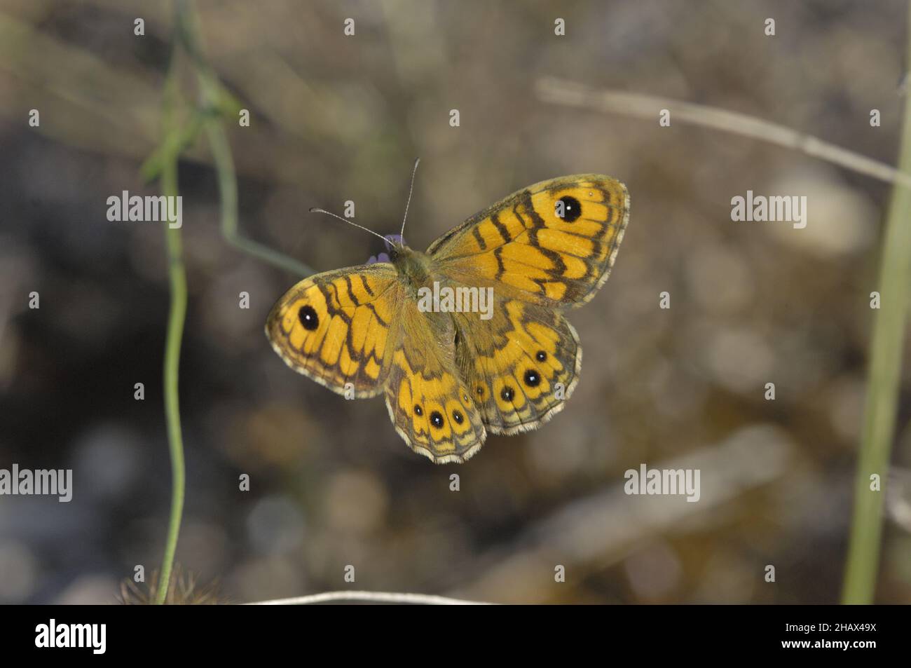 Wall brown (Lasiommata megera) with open wings on grass in summer Vaucluse - Provence - France Stock Photo