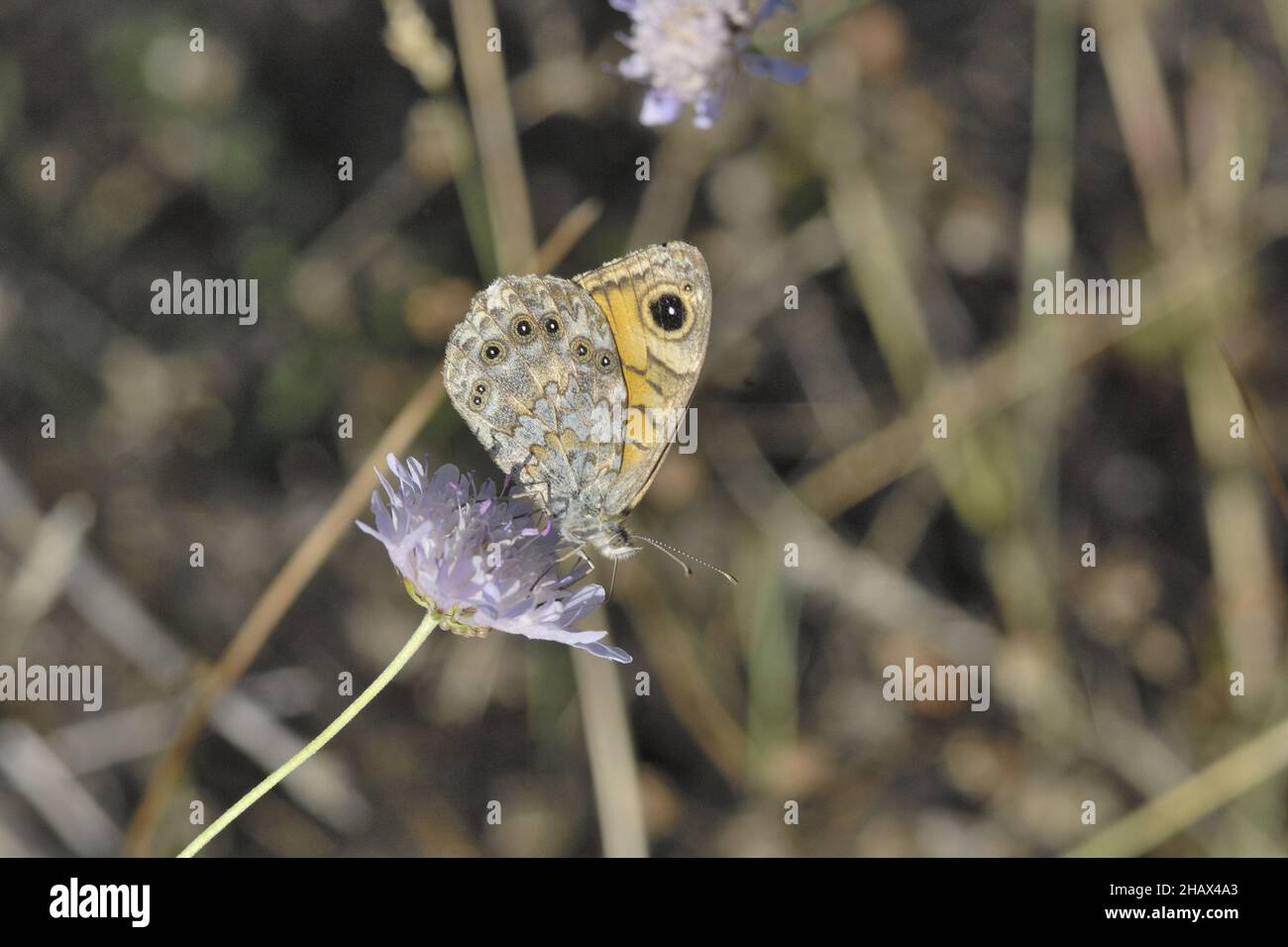 Wall brown (Lasiommata megera) gathering nectar on a flower in summer Vaucluse - Provence - France Stock Photo