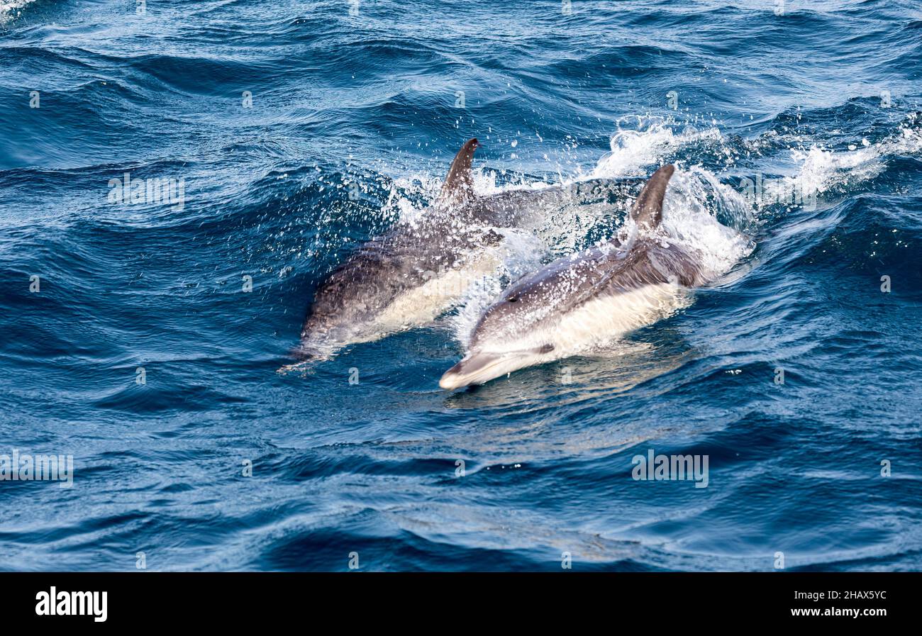 Dolphins, Bay of  Gibraltar Stock Photo