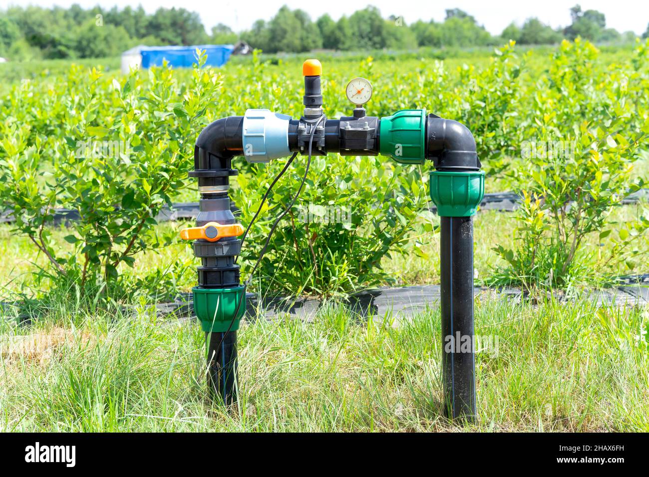 Elements of the blueberries farm drip irrigation system. Stock Photo