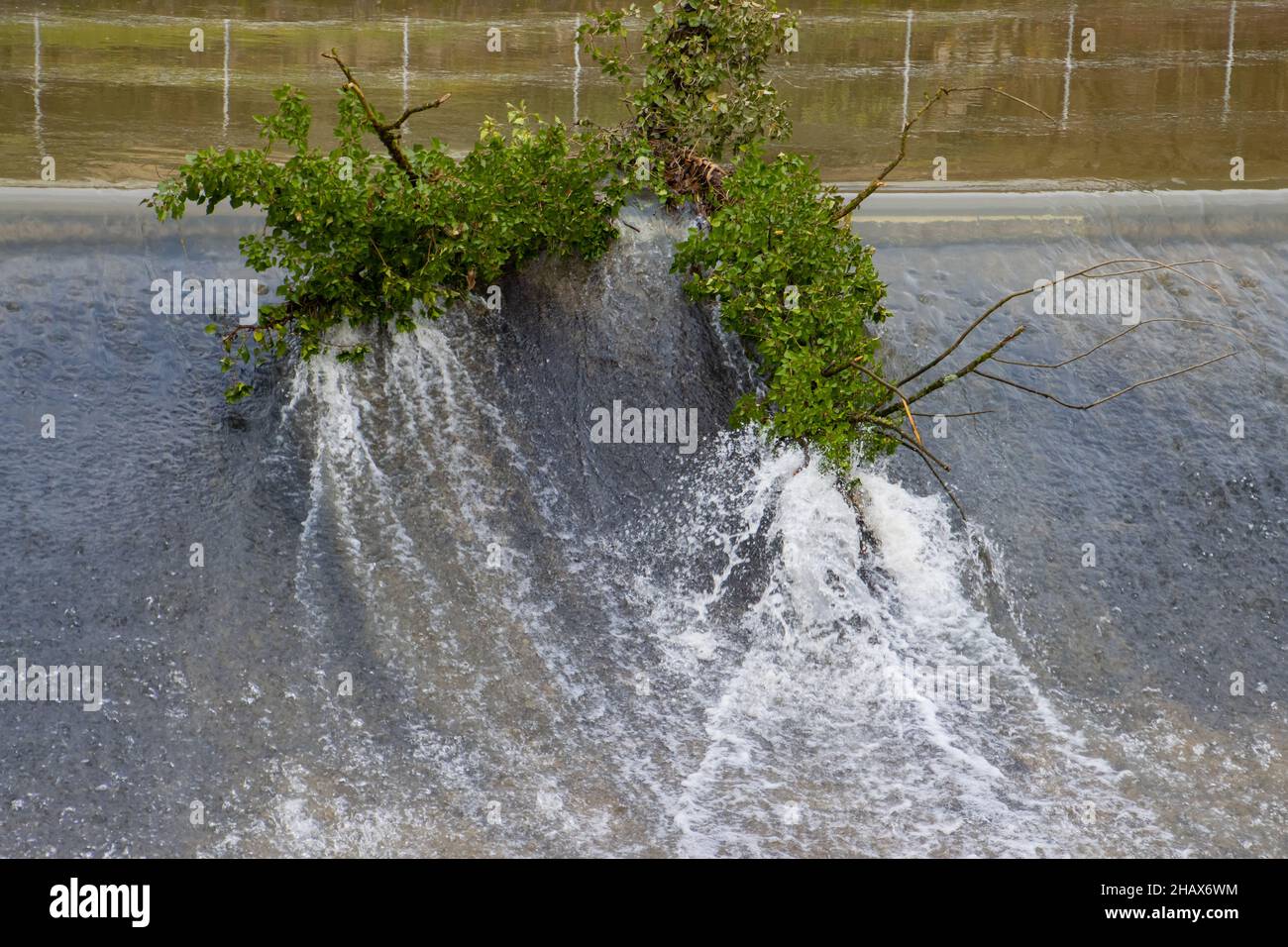 Tree trunk overgrown with ivy hanging on a weir Stock Photo