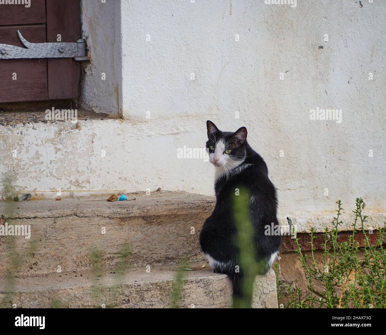 Cute black and white cute kitten sitting on stone steps and looking ...